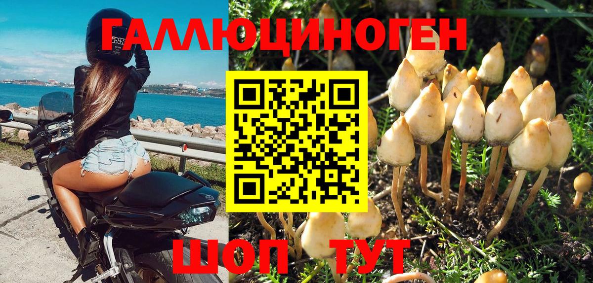 Галлюциногенные грибы GOLDEN TEACHER Чернушка